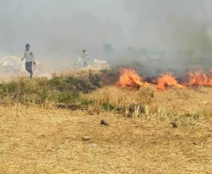 ‘పంట అవశేషాల దహనంతో ఆయిల్‌పామ్ తోటలకు నష్టం’
