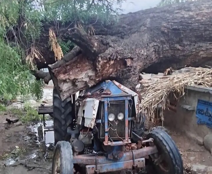 ట్రాక్టర్‌పై కూలిన భారీ వృక్షం