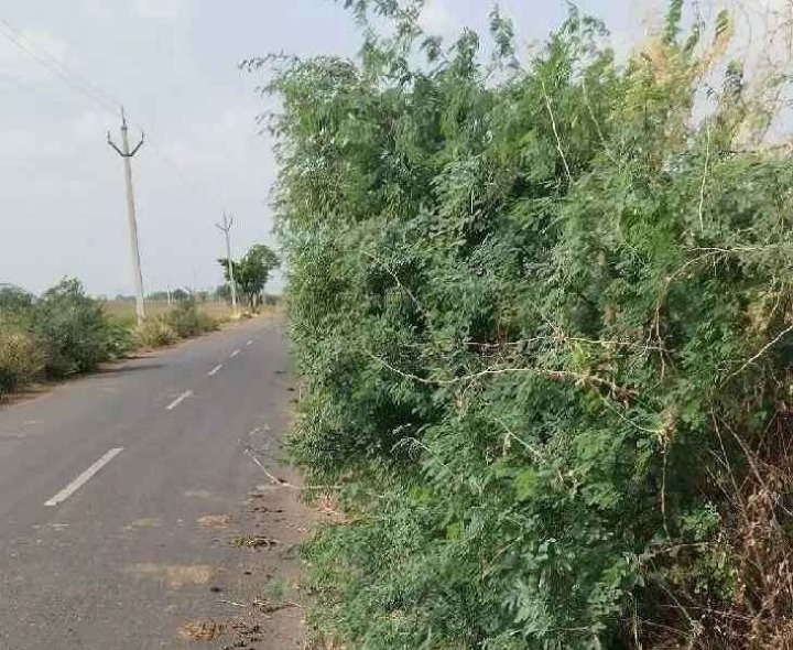రోడ్డును కమ్మేస్తున్న కంప చెట్లు