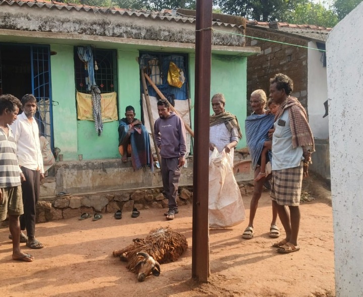 విద్యుత్ షాక్‌తో గొర్రెలు మృతి