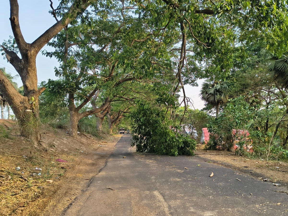 చెట్టు కొమ్మ విరిగి రాకపోకలకు అంతరాయం