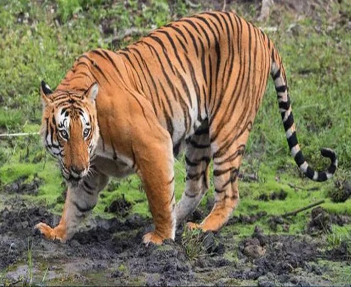 ALERT: పోలవరం జిల్లాల్లో పెద్దపులి కలకలం
