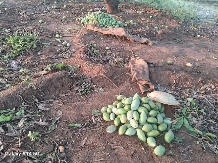 నేలరాలిన మామిడి.. నష్టపోయిన రైతన్నలు