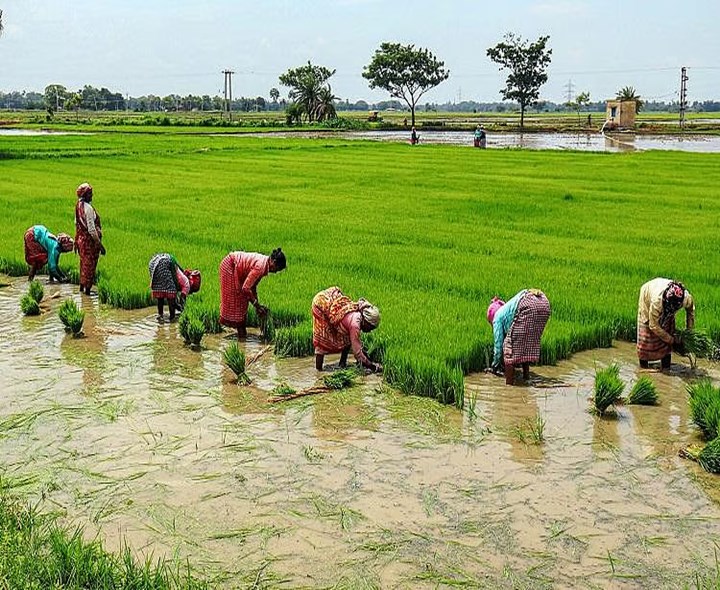 తొందరపడి వరి సాగు చేయొద్దు: కేవీ రావు