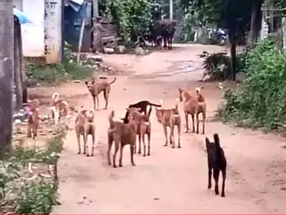 కుక్కల స్వైర విహారం.. భయాందోళనలో ప్రజలు