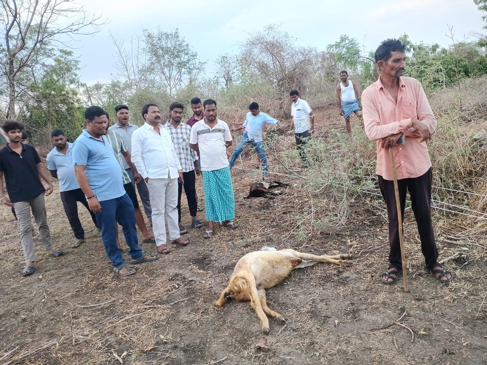 భారీ వర్షం బీభత్సం.. కరెంటు వైర్ తగిలి 8 మేకలు మృతి