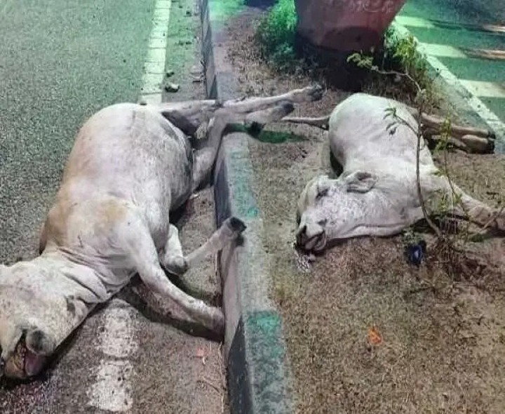 డీసీఎం ఢీకొని రెండు ఆవులు మృతి