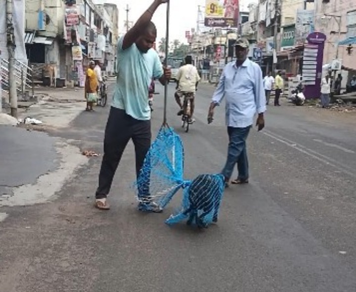 నర్సీపట్నంలో కుక్కల నివారణకు చర్యలు