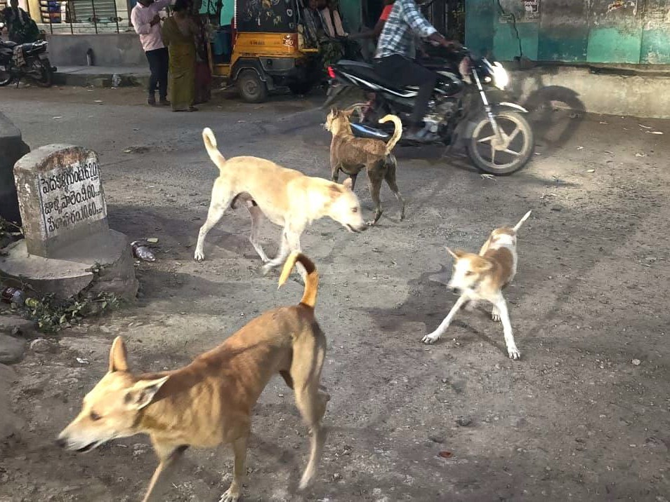 కొండపిలో కుక్కల బెడద.. భయాందోళనలో ప్రజలు
