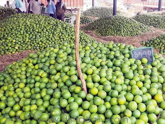 భారీగా పెరిగిన చీనీకాయల ధరలు