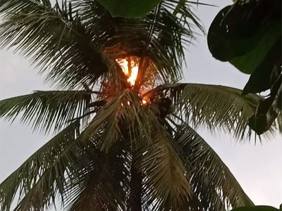 టెంకాయ చెట్టుపై పిడుగుపాటు