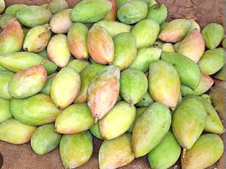 గిట్టుబాటు ధర లేని తోతాపురి.!