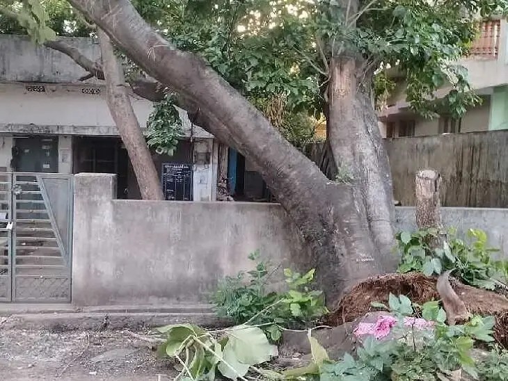 రేషన్ షాపుపై కూలిన భారీ చెట్టు