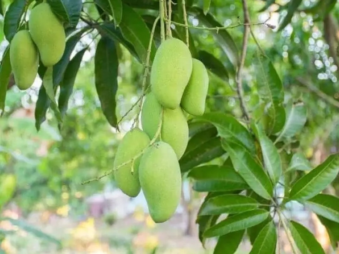 పల్ప్ యూనిట్లకు మామిడికాయలు