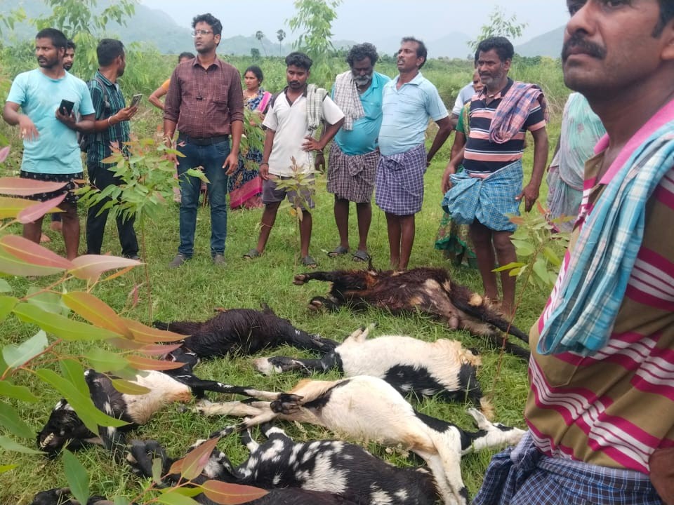 పిడుగుపాటుకు 9 మేకలు మృతి